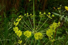 Euphorbia biumbellata_Neus Julia CC BY-SA