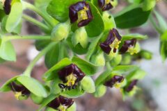 Euphorbia characias characias_Merce Vallicrosa CC BY-NC