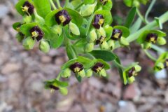 Euphorbia characias characias_Merce Vallicrosa CC BY-NC