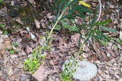 Euphorbia characias characias_Merce Vallicrosa CC BY-NC