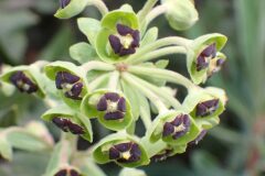 Euphorbia characias characias_Merce Vallicrosa CC BY-NC