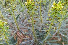 Euphorbia characias characias_Merce Vallicrosa CC BY-NC