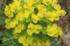 Euphorbia cyparissias_Isabel Gallen CC BY-NC