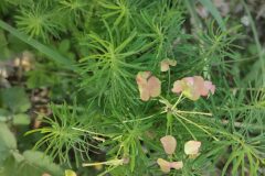 Euphorbia cyparissias_Isabel Gallen CC BY-NC