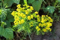 Euphorbia cyparissias_Jordi Bassols CC BY-NC SA