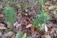 Euphorbia cyparissias_Katarzyna Zarnowiec CC BY-SA