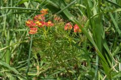 Euphorbia cyparissias_Katarzyna Zarnowiec CC BY-SA