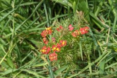 Euphorbia cyparissias_Katarzyna Zarnowiec CC BY-SA