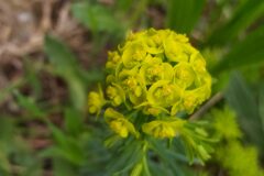 Euphorbia cyparissias_Merce Vallicrosa CC BY-NC