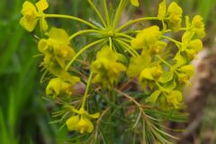 Euphorbia cyparissias_Merce Vallicrosa CC BY-NC