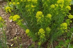 Euphorbia cyparissias_Merce Vallicrosa CC BY-NC