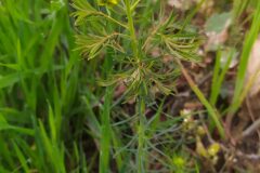 Euphorbia cyparissias_Merce Vallicrosa CC BY-NC
