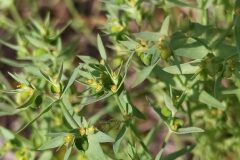 Euphorbia exigua exigua_Merce Vallicrosa CC BY-NC