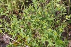 Euphorbia exigua exigua_Merce Vallicrosa CC BY-NC