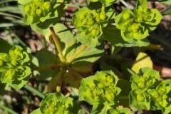 Euphorbia helioscopia helioscopia_Angels Delgado