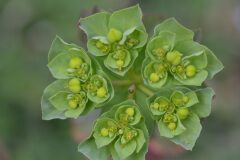 Euphorbia helioscopia helioscopia_Gabriel Huguet