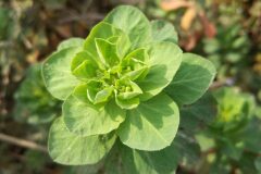 Euphorbia helioscopia helioscopia_Katarzyna Zarnowiec CC BY-SA