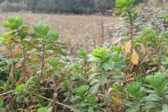 Euphorbia helioscopia helioscopia_Katarzyna Zarnowiec CC BY-SA