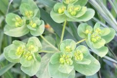 Euphorbia helioscopia helioscopia_Kris Van Puymbroeck