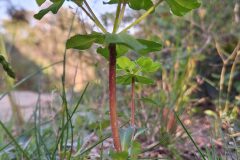 Euphorbia helioscopia helioscopia_Kris Van Puymbroeck