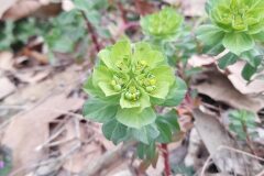 Euphorbia helioscopia helioscopia_Marc Rovira CC BY-NC