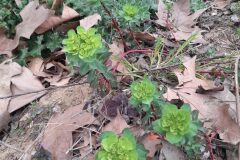 Euphorbia helioscopia helioscopia_Marc Rovira CC BY-NC