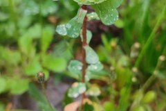 Euphorbia helioscopia helioscopia_Maria Lluisa