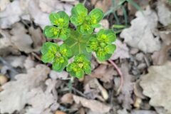 Euphorbia helioscopia helioscopia_Sonia Garcia CC BY-NC