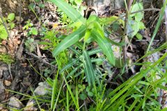 Euphorbia lathyris_Jordi Bassols CC BY-NC SA