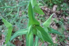 Euphorbia lathyris_Jordi Puyuelo