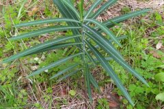 Euphorbia lathyris_Merce Vallicrosa CC BY-NC