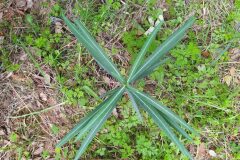 Euphorbia lathyris_Merce Vallicrosa CC BY-NC