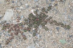 Euphorbia maculata_Joaquim Reberte