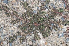 Euphorbia maculata_Joaquim Reberte