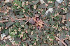 Euphorbia maculata_Joaquim Reberte