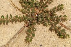 Euphorbia maculata_Merce Vallicrosa CC BY-NC