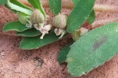 Euphorbia maculata_Merce Vallicrosa CC BY-NC