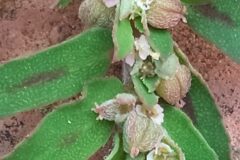 Euphorbia maculata_Merce Vallicrosa CC BY-NC