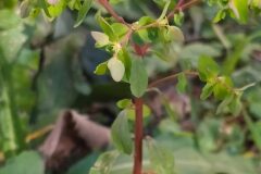 Euphorbia peplus_Merce Vallicrosa CC BY-NC