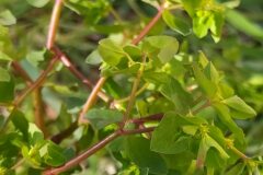 Euphorbia peplus_Merce Vallicrosa CC BY-NC