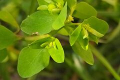 Euphorbia peplus_Merce Vallicrosa CC BY-NC