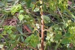 Euphorbia peplus_Merce Vallicrosa CC BY-NC