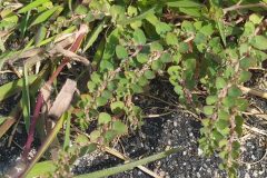 Euphorbia prostrata_Merce Vallicrosa CC BY-NC