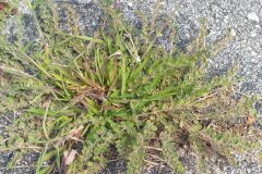 Euphorbia prostrata_Merce Vallicrosa CC BY-NC