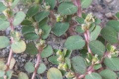 Euphorbia prostrata_Merce Vallicrosa CC BY-NC