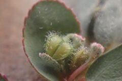 Euphorbia prostrata_Merce Vallicrosa CC BY-NC