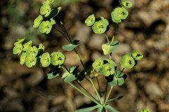 Euphorbia segetalis_Jaume Canals CC BY