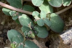 Euphorbia serpens_Joanjo Garcia CC BY-NC