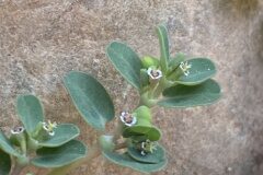 Euphorbia serpens_Joanjo Garcia CC BY-NC