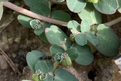 Euphorbia serpens_Joanjo Garcia CC BY-NC